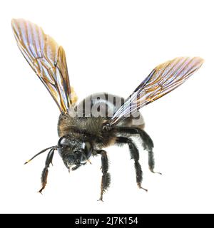 insects of europe - bees: macro of male violet carpenter bee (Xylocopa violacea german Blauschwarze Holzbiene)  isolated on white background Stock Photo