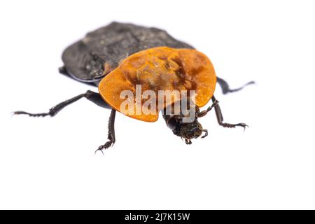 insects of europe - beetles: front view macro of red-breasted carrion beetle ( Oiceoptoma thoracicum german Rothalsige Silphe )  isolated on white bac Stock Photo