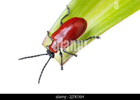 insects of europe - beetles: top view of scarlet lily beetle ( Lilioceris lili german Lilienhaehnchen) on a lily leaf  isolated on white background Stock Photo