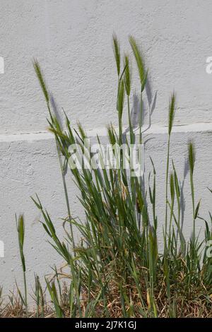 Mäuse-Gerste, Mäusegerste, in Pflasterritzen vor einer Häuserfassade, Hordeum murinum, Critesion murinum, wall barley, false barley, L'Orge des rats