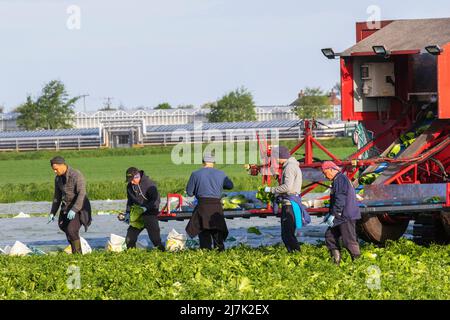First season crops of lettuce being picked in Tarleton, Lancashire, UK Weather. 10 May 2022. Eastern European Migrant farmworkers travel to Tarleton each year to help with the cultivation and harvest of salad crops, which are then sold on to major UK supermarkets. Agricultural-based employers may include farmers, farm co-operatives, green houses, and nurseries. Some may contract with farm labour contractors to oversee the hiring and payment of the Ukraine migrant or seasonal crews. Credit: MediaWorldImages/AlamyLiveNews Stock Photo