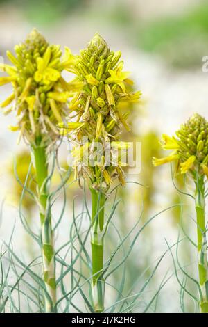Asphodeline lutea, asphodel, flower of the dead, Jacob's rod, king's spear, yellow asphodel, Asphodeline flava, Asphodelus luteus. Yellow flowered spi Stock Photo
