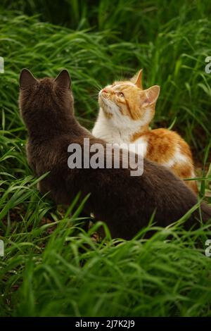 Two cats rest in fresh green grass on a spring day. Stock Photo