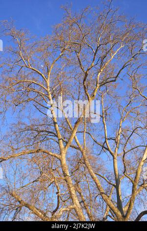 Plane tree, platanus, in early spring, in a garden, Szigethalom, Csepel Island, Hungary Stock Photo