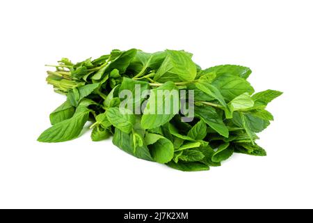Newly harvested fresh mint on isolated white background Stock Photo