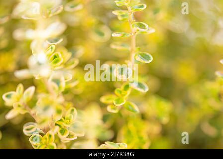 blurry green plant background, close-up view of thyme plant. Stock Photo
