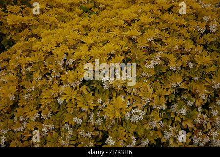 Close up of the yellow foliage and white flowers of Choisya ternata Sundance seen in May in the UK. Stock Photo