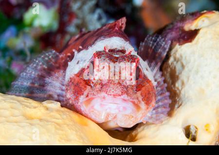 Small Rockfish, Scorpaena notata, Vis Island, Mediterranean Sea, Croatia Stock Photo