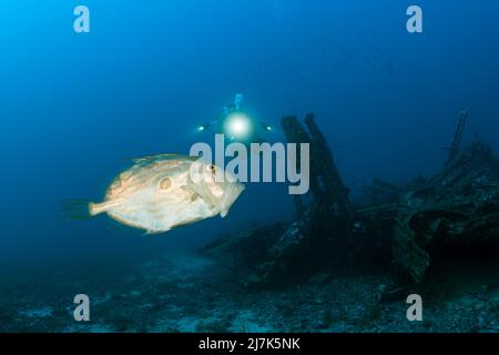 John Dory an Scuba Diver, Zeus Faber, Vis Island, Mediterranean Sea, Croatia Stock Photo