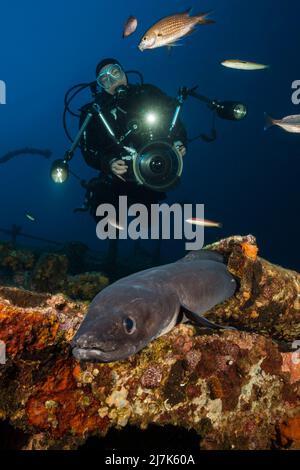 European Conger at Teti Wreck, Conger conger, Vis Island, Mediterranean Sea, Croatia Stock Photo