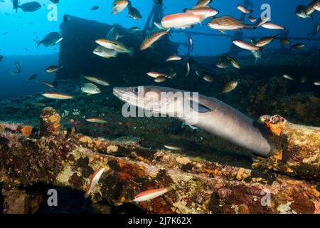 European Conger at Teti Wreck, Conger conger, Vis Island, Mediterranean Sea, Croatia Stock Photo