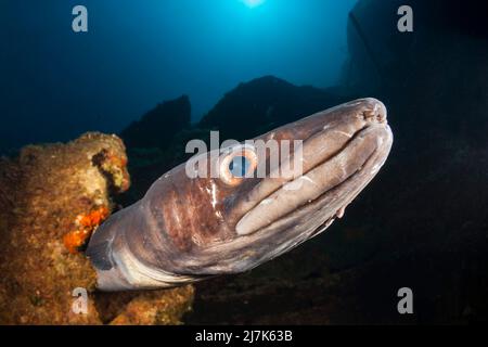 European Conger at Teti Wreck, Conger conger, Vis Island, Mediterranean Sea, Croatia Stock Photo