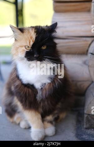 Domestic short-haired tricolor calico cat with green eyes in ...