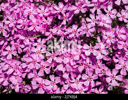 Flowers of Phlox subulata in the graden at springtime Stock Photo - Alamy