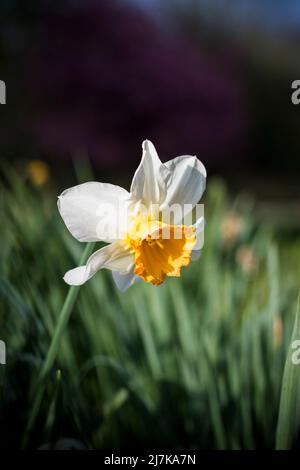 Single white-flowered daffodil in field at springtime Stock Photo