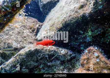 Cardinal fish (Apogon imberbis)h, King of the Mullets, Wildlife Stock Photo