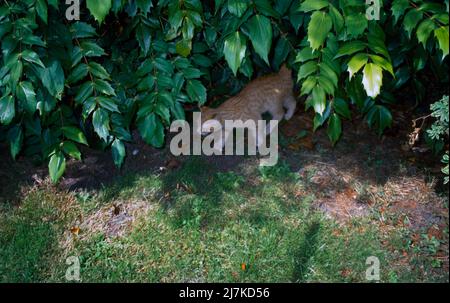 12 Week Old Ginger Female Kitten Sniffing Around Territory Out In The Garden Surrey England Stock Photo