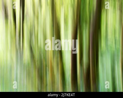 Abstract birch tree trunks in spring in Strid Wood at Bolton Abbey North Yorkshire England Stock Photo