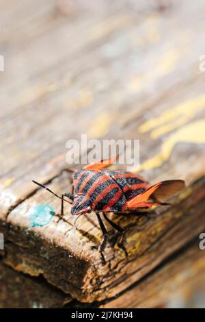 Striped red and black beetle with open wings sits on board