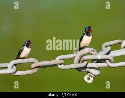Berlin, Germany. 09th May, 2022. 09.05.2022, Berlin. Two barn swallows (Hirundo rustica) sit on a metal chain in a marina at Wannsee. Credit: Wolfram Steinberg/dpa Credit: Wolfram Steinberg/dpa/Alamy Live News Stock Photo