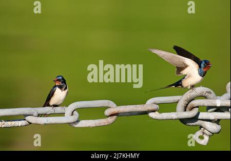 Berlin, Germany. 09th May, 2022. 09.05.2022, Berlin. Two barn swallows (Hirundo rustica) sit on a metal chain in a marina at Wannsee. Credit: Wolfram Steinberg/dpa Credit: Wolfram Steinberg/dpa/Alamy Live News Stock Photo
