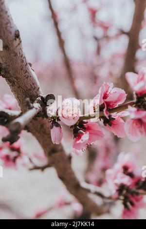 Close up of abundance apricot trees with small pink flowers growing in countryside on summer day Stock Photo