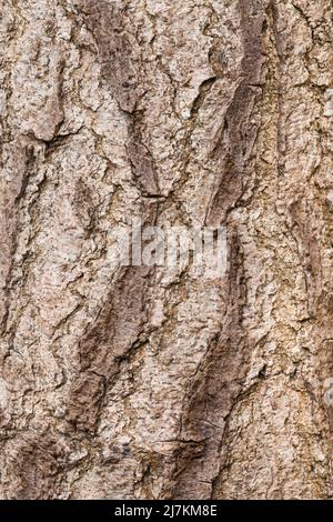 Closeup background full frame of rough textured dry bark of thick brown Rhus potaninii tree with cracks and scratches on uneven surface Stock Photo