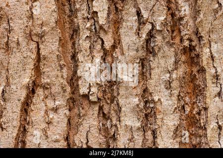 Closeup background full frame of rough textured dry bark of thick brown Rhus potaninii tree with cracks and scratches on uneven surface Stock Photo