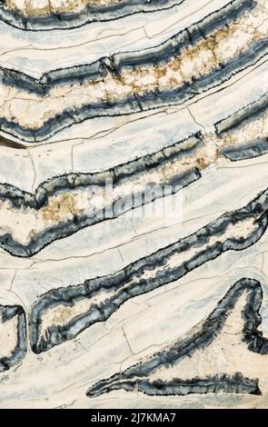Sectioned molar of a Columbian Mammoth (Mammuthus columbi) which existed in North America during the Pleistocene epoch; this specimen is from South Ca Stock Photo