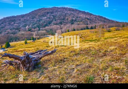 The landscape of Alpe Vicania montane meadow with a snag and dry yellow grasses, Vico Morcote, Switzerland Stock Photo