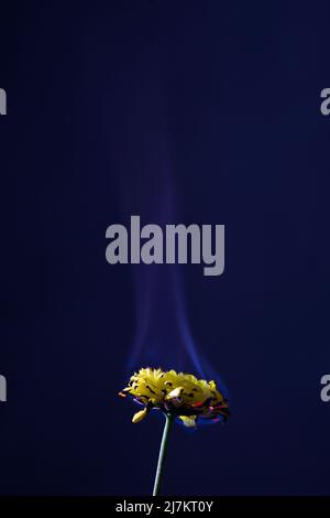 Burning delicate yellow Chrysanthemum flower with tender burnt white petals and hot flame placed in dark studio on blue background Stock Photo