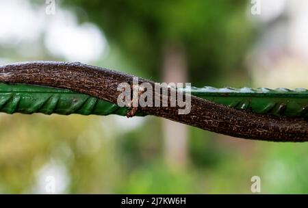 branch on top of the fence Stock Photo