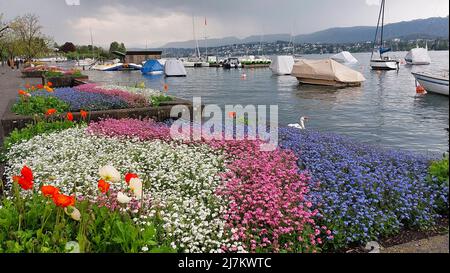 Ornamental flowers and moored yachts on Lake Zurich, Zurich, Switzerland Stock Photo
