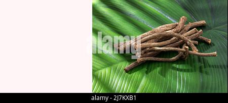 Medicinal Valerian acts as a sedative agent, relaxing the nervous system - Valeriana officinalis Stock Photo