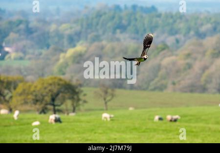 A Lapwing flying over farmland, Whitewell, Clitheroe, Lancashire, UK. Stock Photo