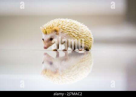 Baby hedgehog cute on floor Stock Photo