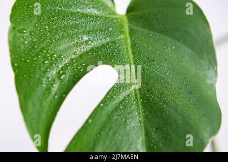 Close up beautiful young leaf of monstera on white background. Stock Photo