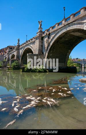 Dead fishes floating on the Tiber river near Sant'Angelo Bridge, Rome, Lazio, Italy Stock Photo