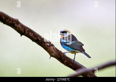 golden-hooded tanager (Stilpnia larvata), Maquenque Eco Lodge, Costa Rica, Central America Stock Photo