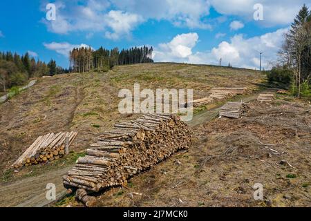 Hilchenbach, North Rhine-Westphalia, Germany - Forest dieback in the district of Siegen-Wittgenstein in Sauerland, drought and bark beetle damage spru Stock Photo