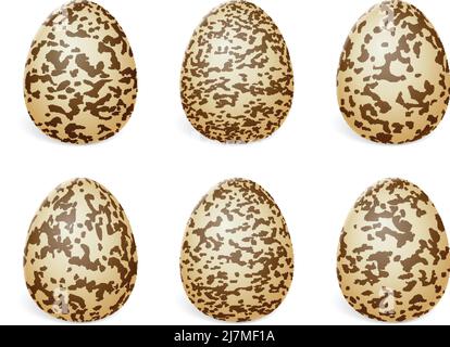 Quail eggs on a white background. Vector illustration. Stock Vector