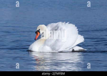 graceful white swan swimming in blue waves of river Stock Photo