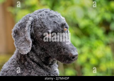 A very sad looking black haired Labradoodle dog Stock Photo