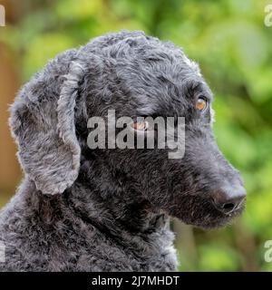 A very sad looking black haired Labradoodle dog Stock Photo