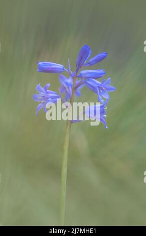 Exquisite Bluebell flower, (Hyacinthoides non-scripta), photographed against a plain green foliage background Stock Photo