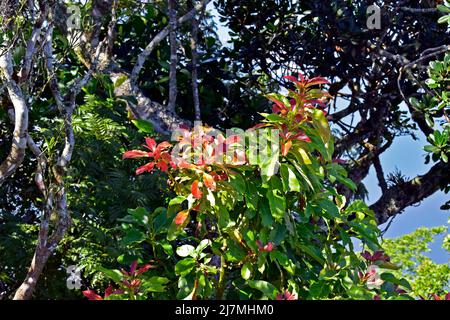 New avocado tree leaves, Rio Stock Photo