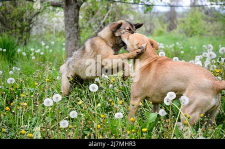 Two dogs playing in nature. Looks like clach Stock Photo