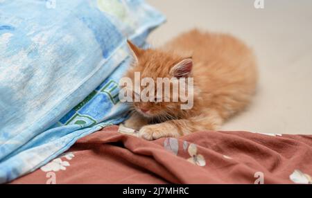 Domestic animal. Baby cat sitting in bed. Sleep and cozy nap time. Home pet. Young kitten. Stock Photo