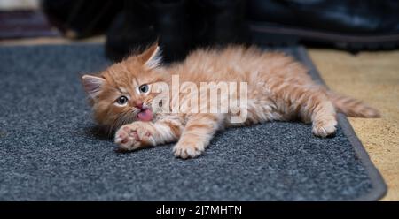 little ginger kitten lies on the rug in the hallway. Domestic animal. Home pet. Young kitten. Stock Photo