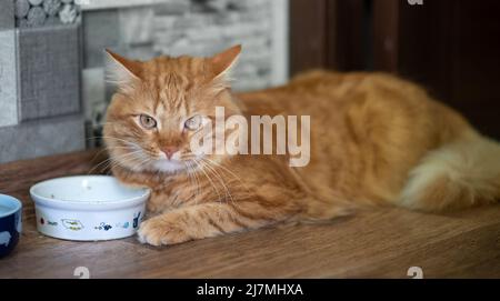 A beautiful red cat sits on the floor next to his food bowl. The cat is waiting for food, feed, feeding. Stock Photo
